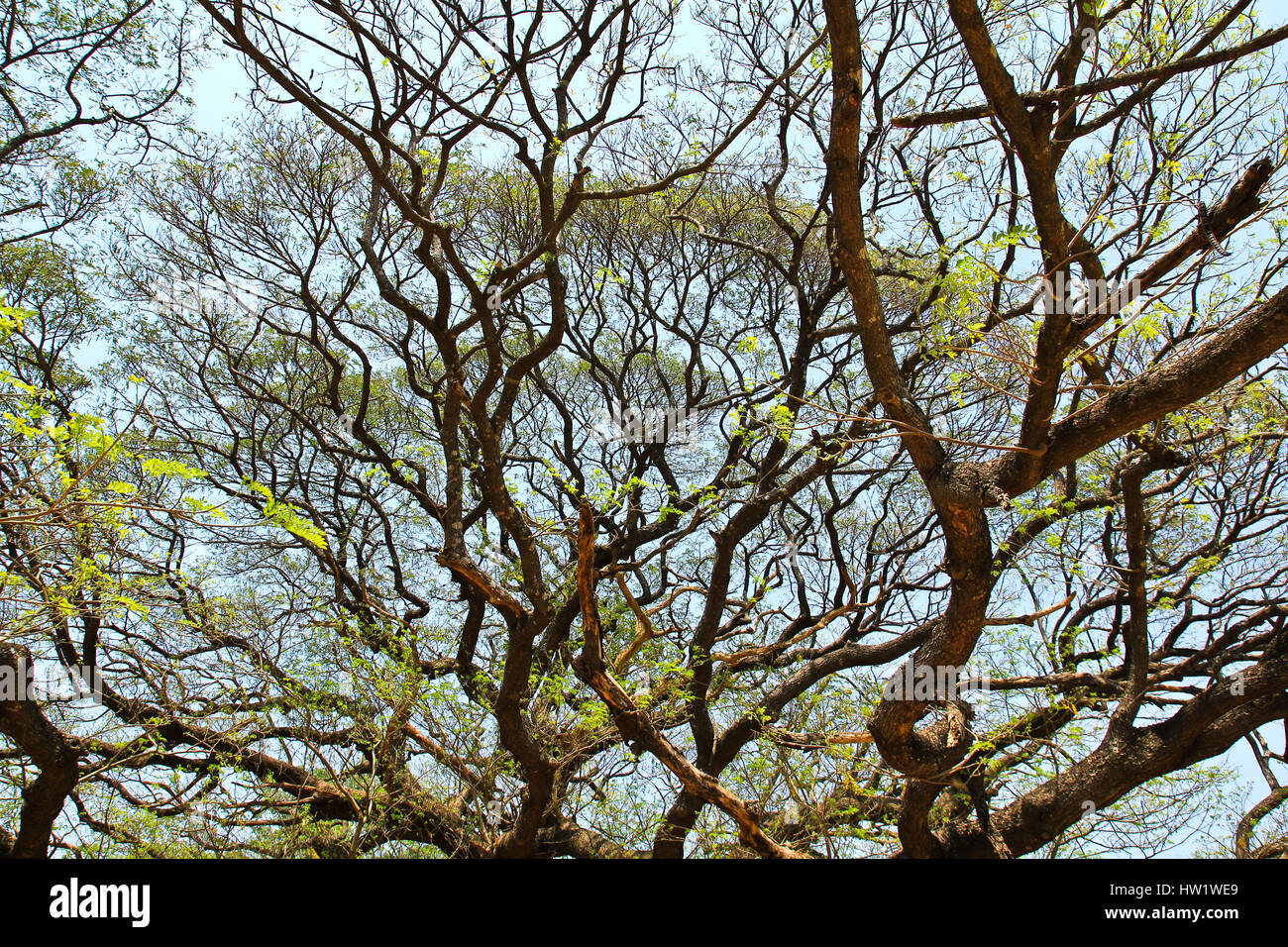 Monkey pod tree hi-res stock photography and images - Alamy