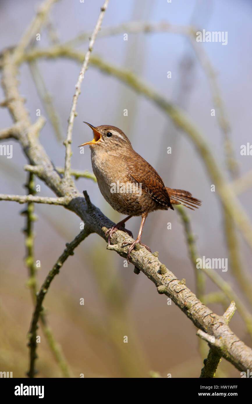 Eurasian Wren,Troglodytes troglodytes, singing in among the branches of a small tree. Singing loudly with the bill open wide. Stock Photo