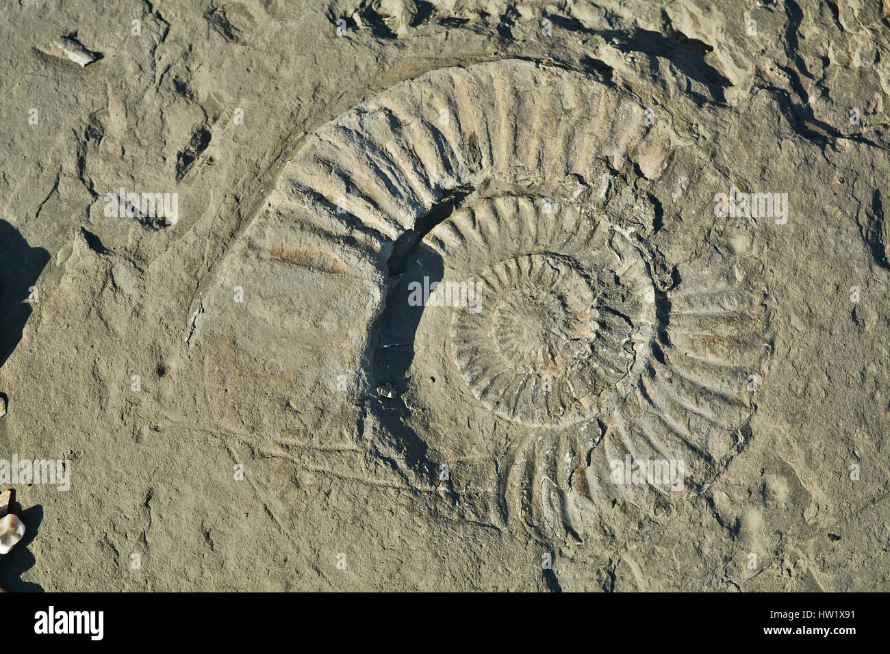 Closeup Of An Ammonite Fossil Stock Photo