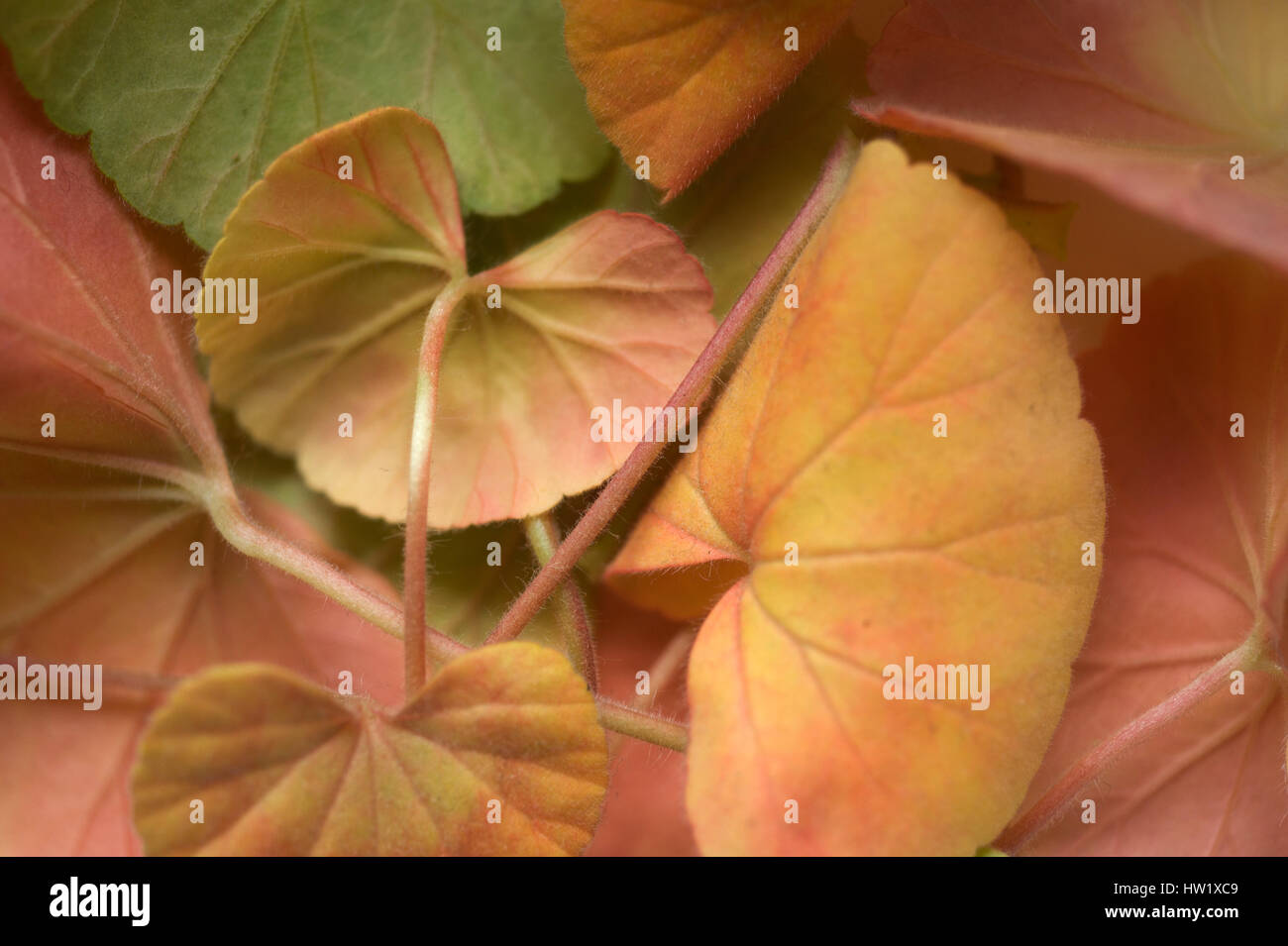 Dying plant leaves hires stock photography and images Alamy