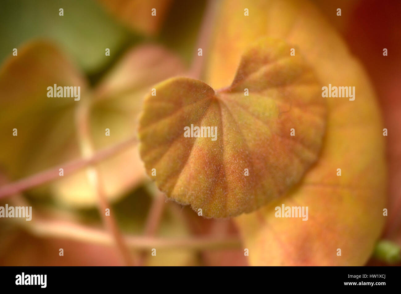Dying plant leaves hires stock photography and images Alamy