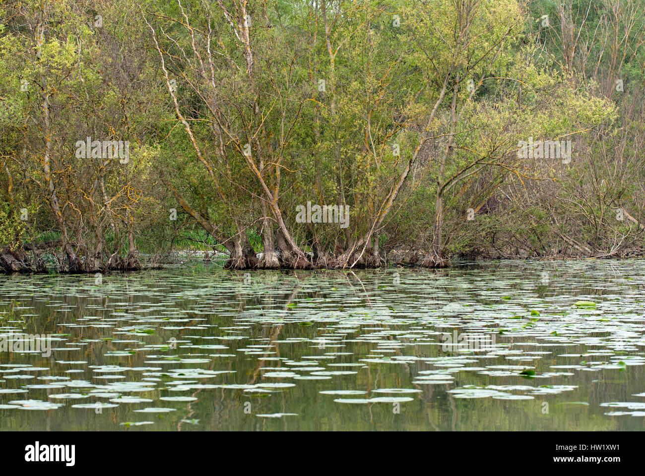 Aquatic vegetation at Chiusi lake, Tuscany, Italy Stock Photo