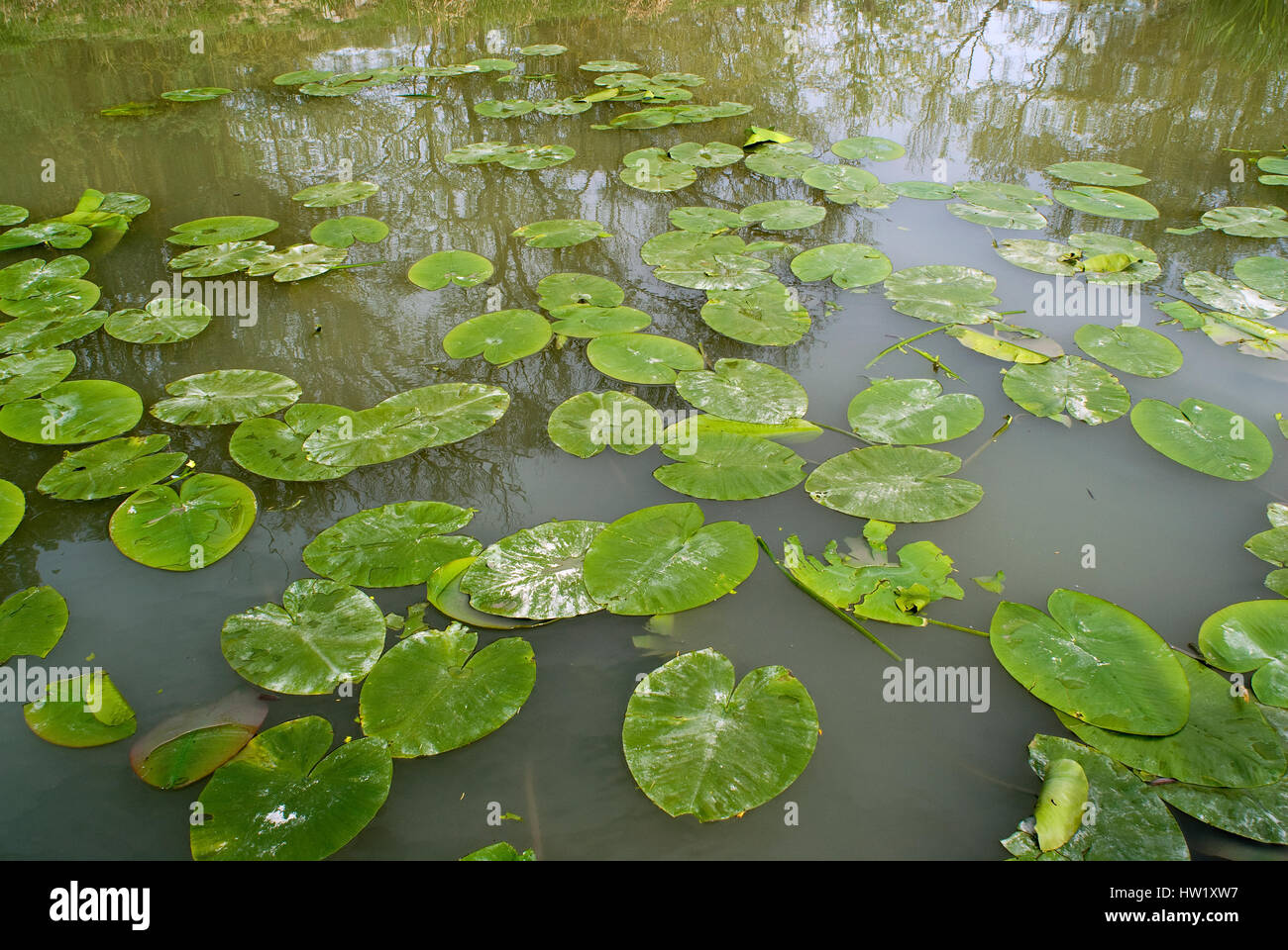 Water lily leaves (Nymphaea), Chiusi lake, Tuscany, Italy Stock Photo