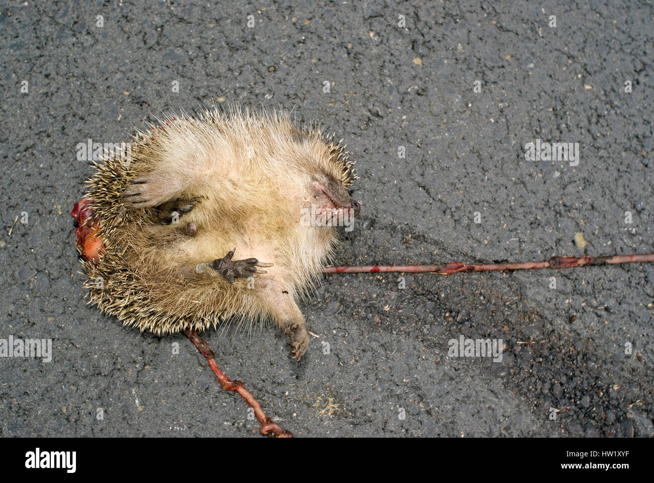 Hedgehog (Erinaceus europaeus) killed on the road, Tuscany, Italy Stock Photo