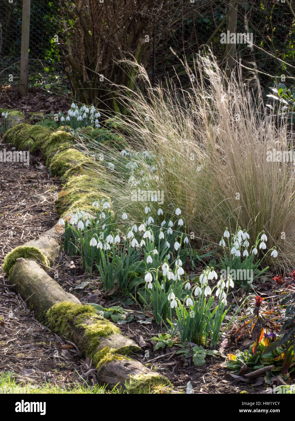 Clumps of snowdrops in flower alongside a bark path Stock Photo