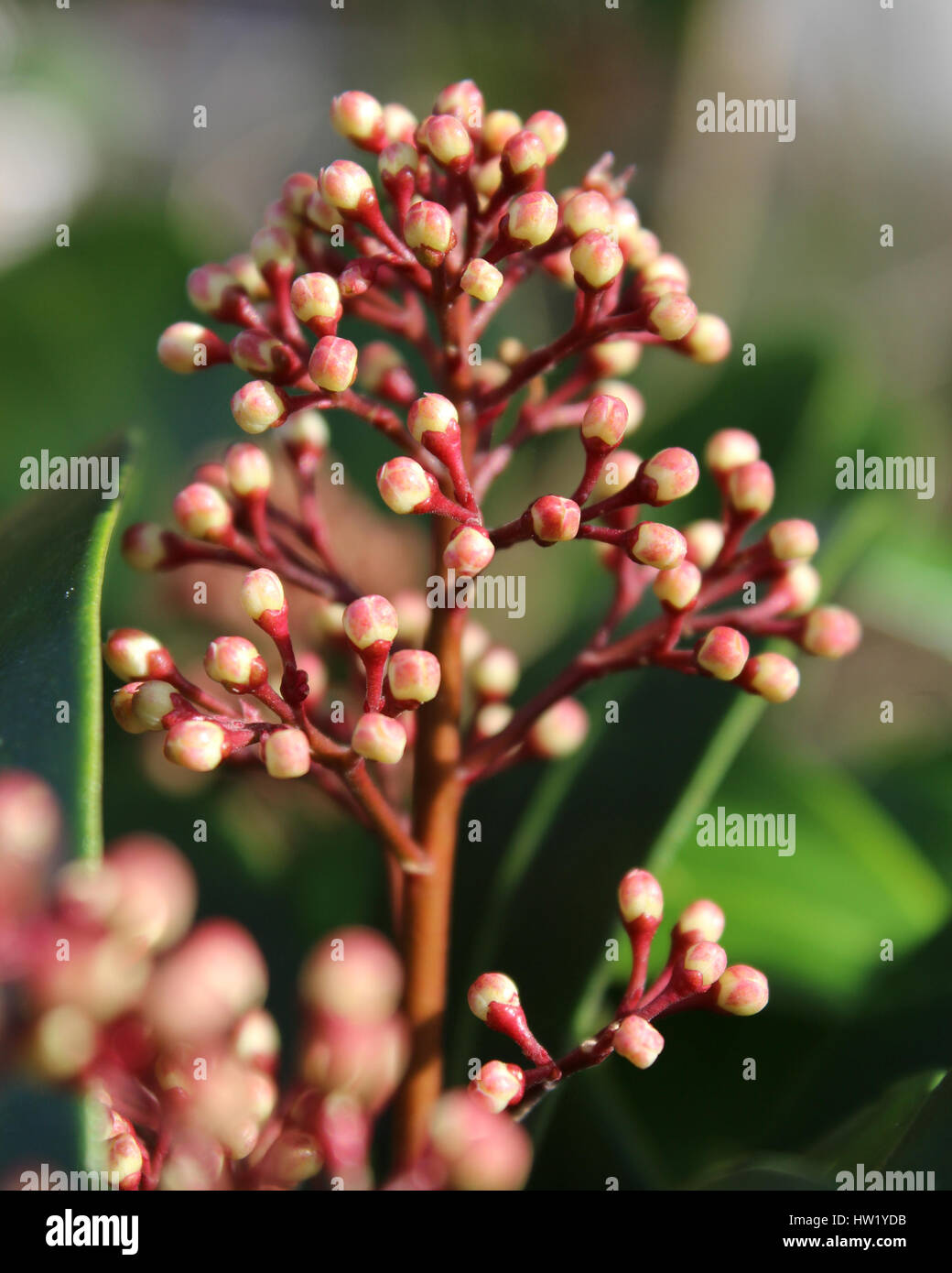 The unopened pink flower buds of Skimmia japonica also known as Japanese skimmia, a spring flowering evergreen shrub. Stock Photo