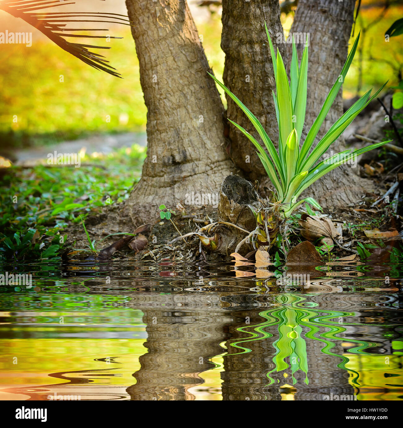 Young Dracaena Marginata with reflect in water Stock Photo