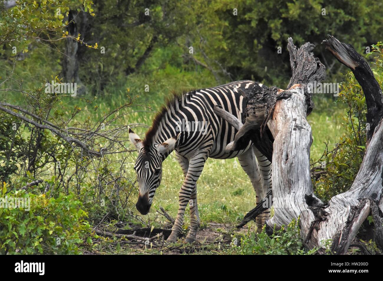 zebras in Africa Stock Photo
