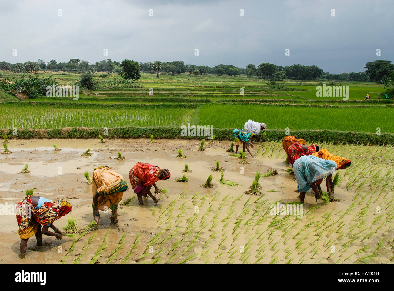INDIA Westbengal, village Gandhiji Songha , paddy cultivation, replanting of rice seedlings / INDIEN Westbengalen , Dorf Gandhiji Songha , Landwirtschaft, Umpflanzen von Reissetzlingen Stock Photo