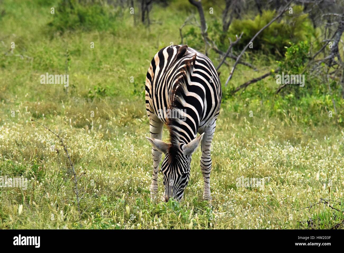 zebras in Africa Stock Photo Alamy