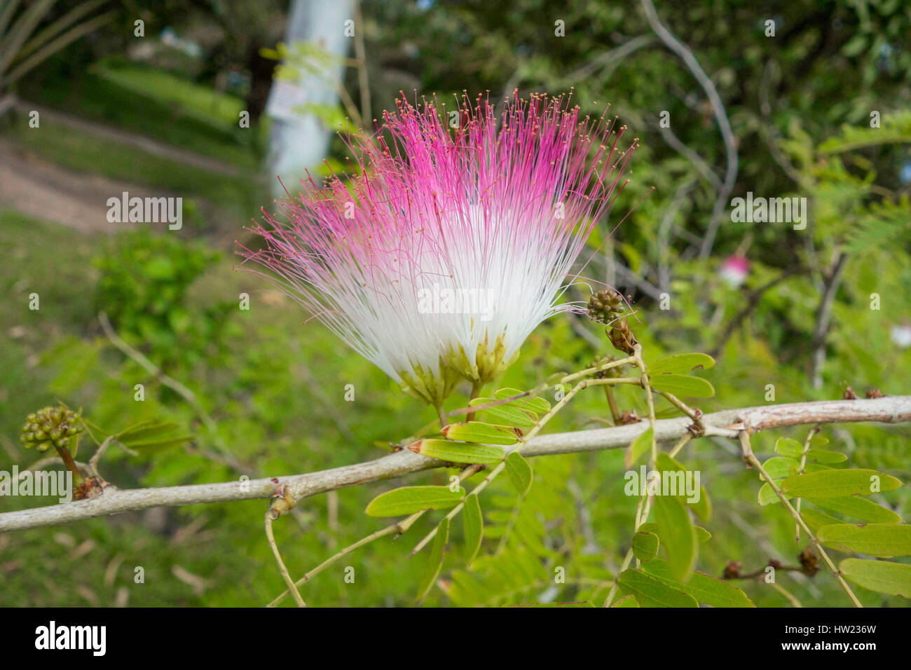 Silk Tree (Albizia) Kololi Senigambia Gambia west Africa Stock Photo