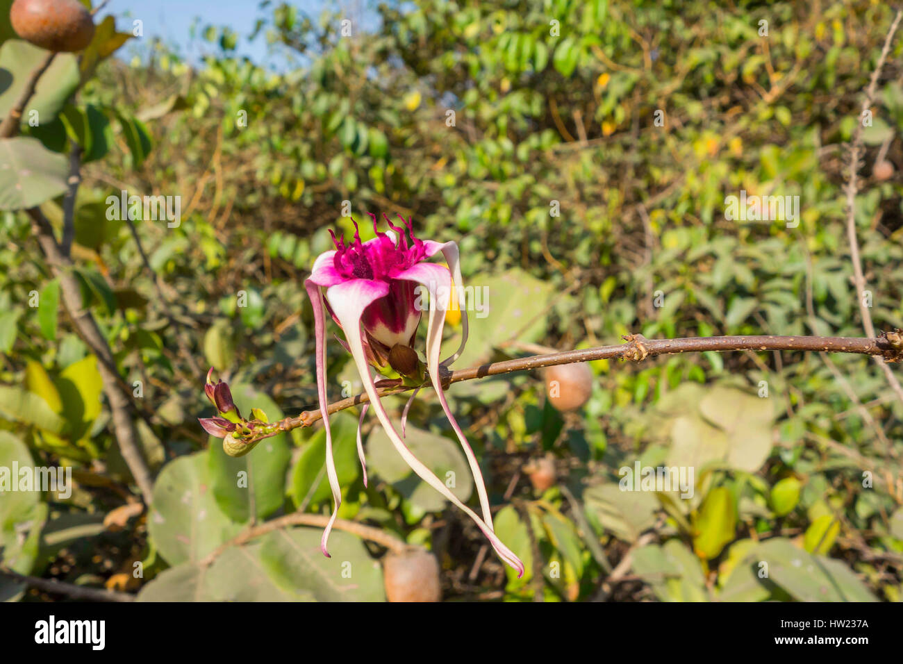 Strophanthus sarmentosus growing in woodland on the edge of Bijilo Forest Park Gambia Stock Photo