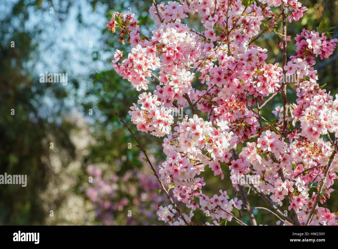 Beautiful cherry blossom at Schabarum Regional Park, Rowland Heights