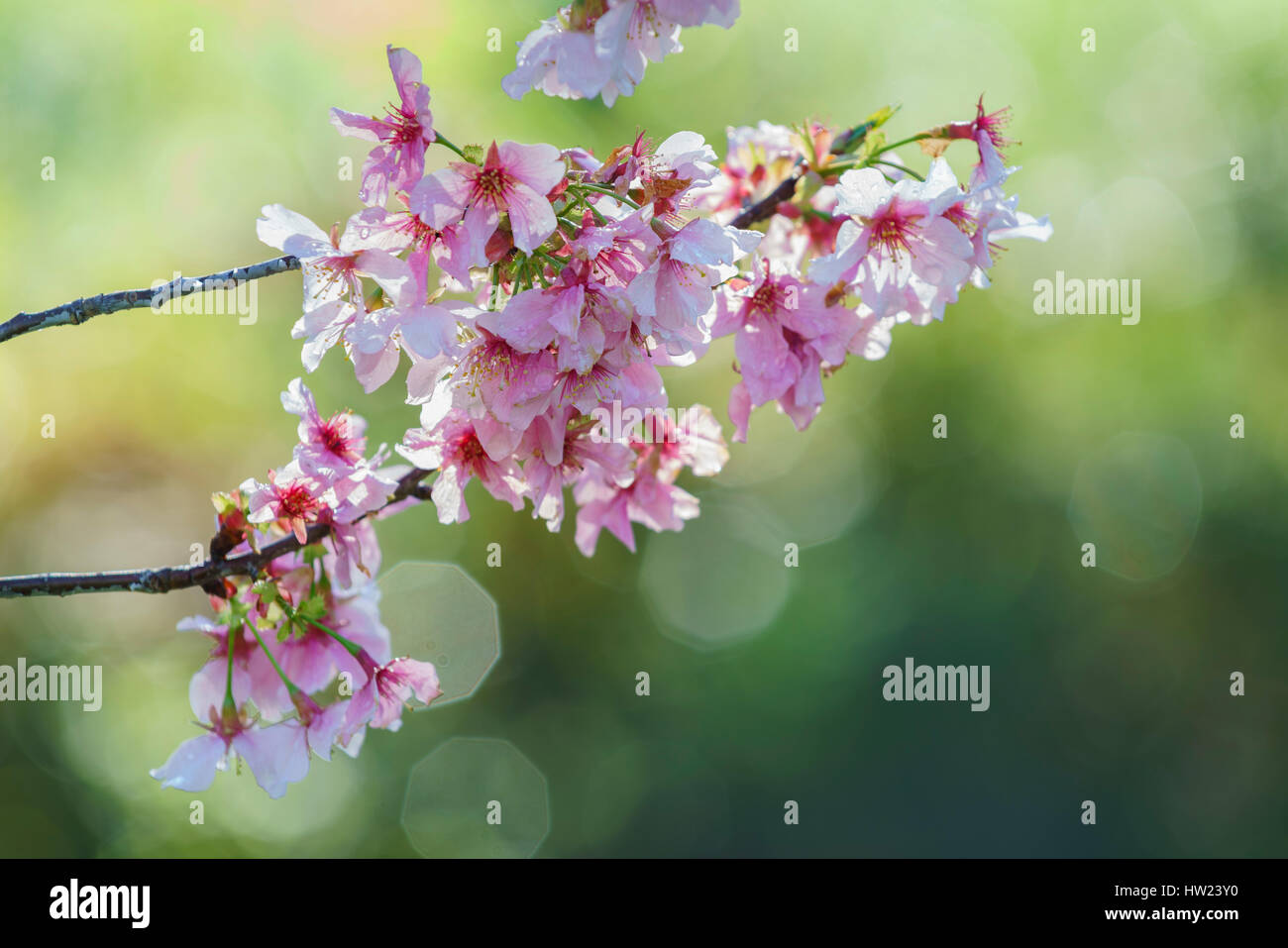 Beautiful cherry blossom at Schabarum Regional Park, Rowland Heights