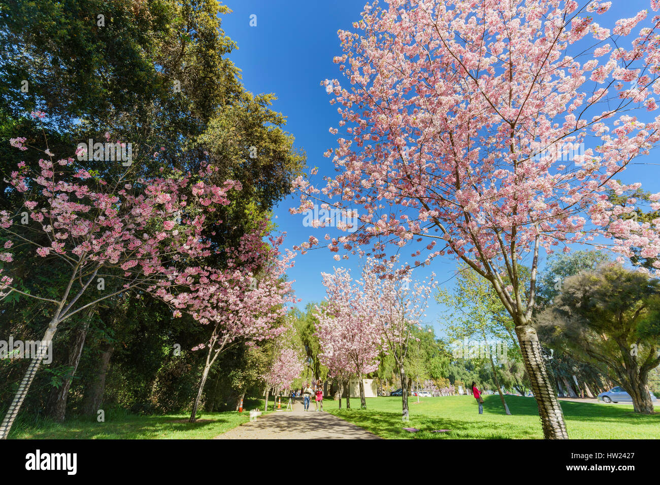 Beautiful cherry blossom schabarum regional hires stock photography