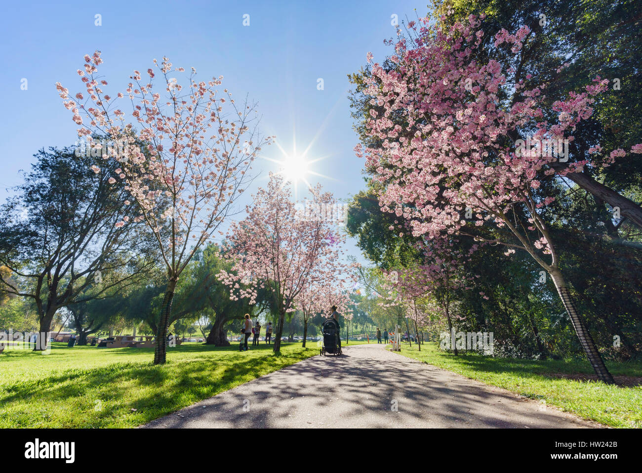 Beautiful cherry blossom at Schabarum Regional Park, Rowland Heights