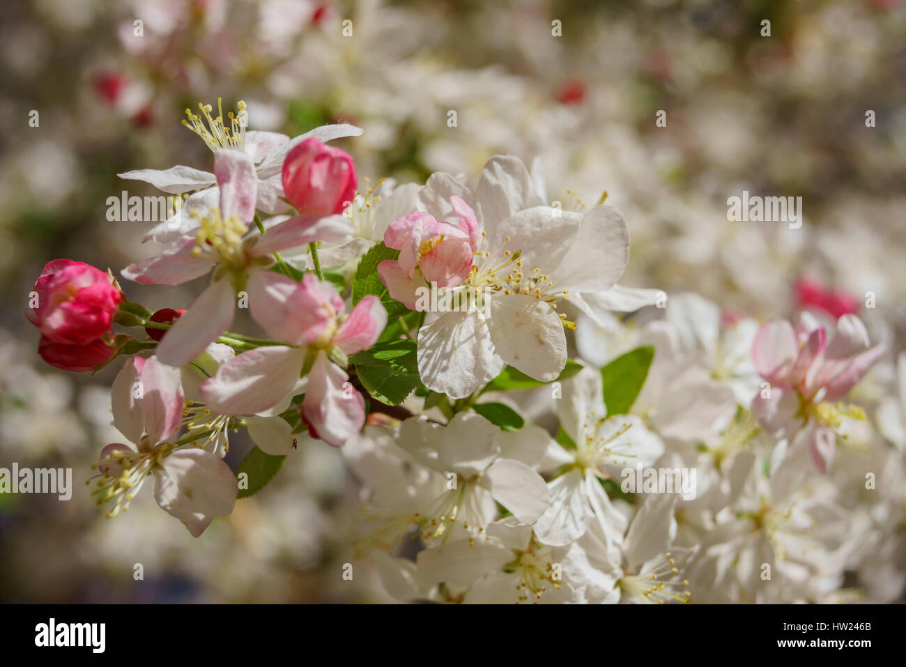 Beautiful Flowering Crabapple flower blossom at Descanso Garden, Los Angeles, California Stock Photo