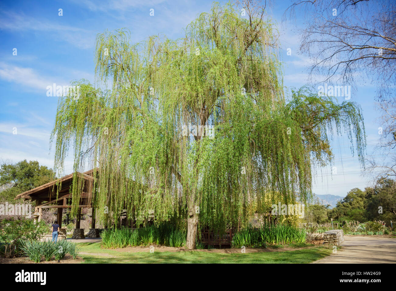Willow tree hires stock photography and images Alamy
