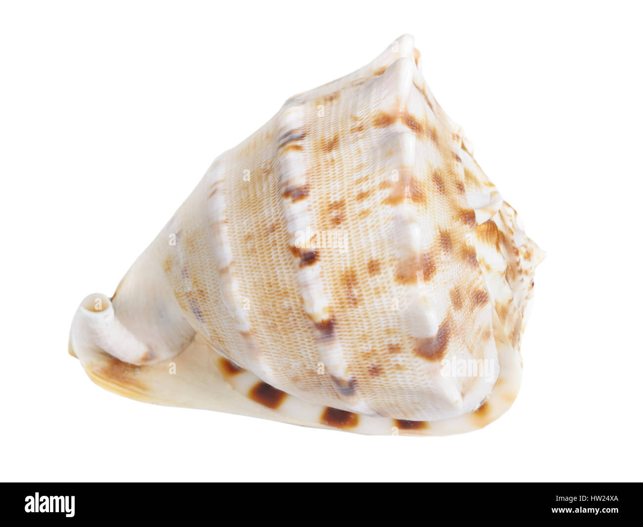 Seashell isolated on white background Stock Photo - Alamy