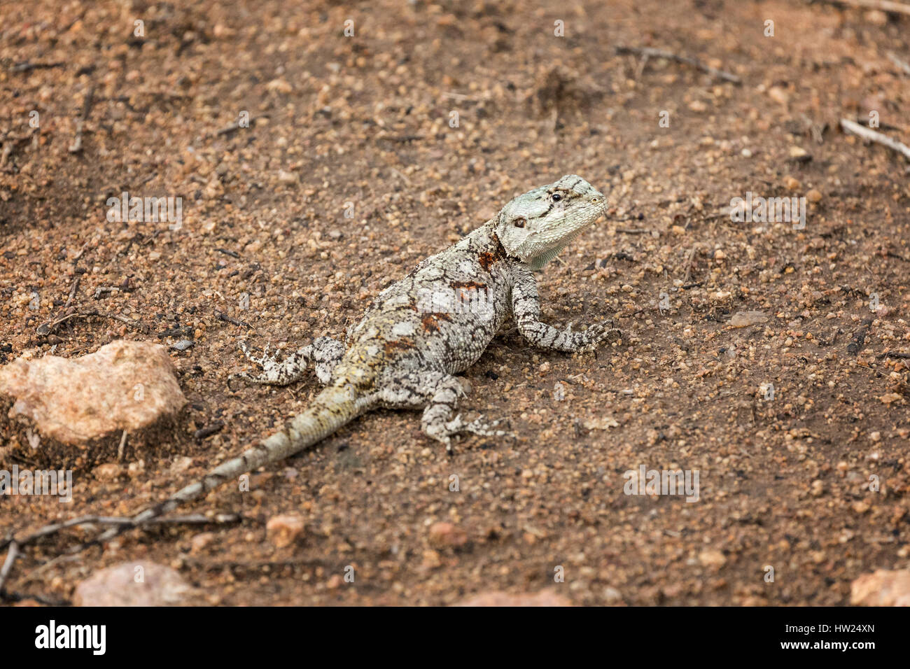 Female Southern Tree Agama lizard in Kruger National Park, South Africa. Stock Photo