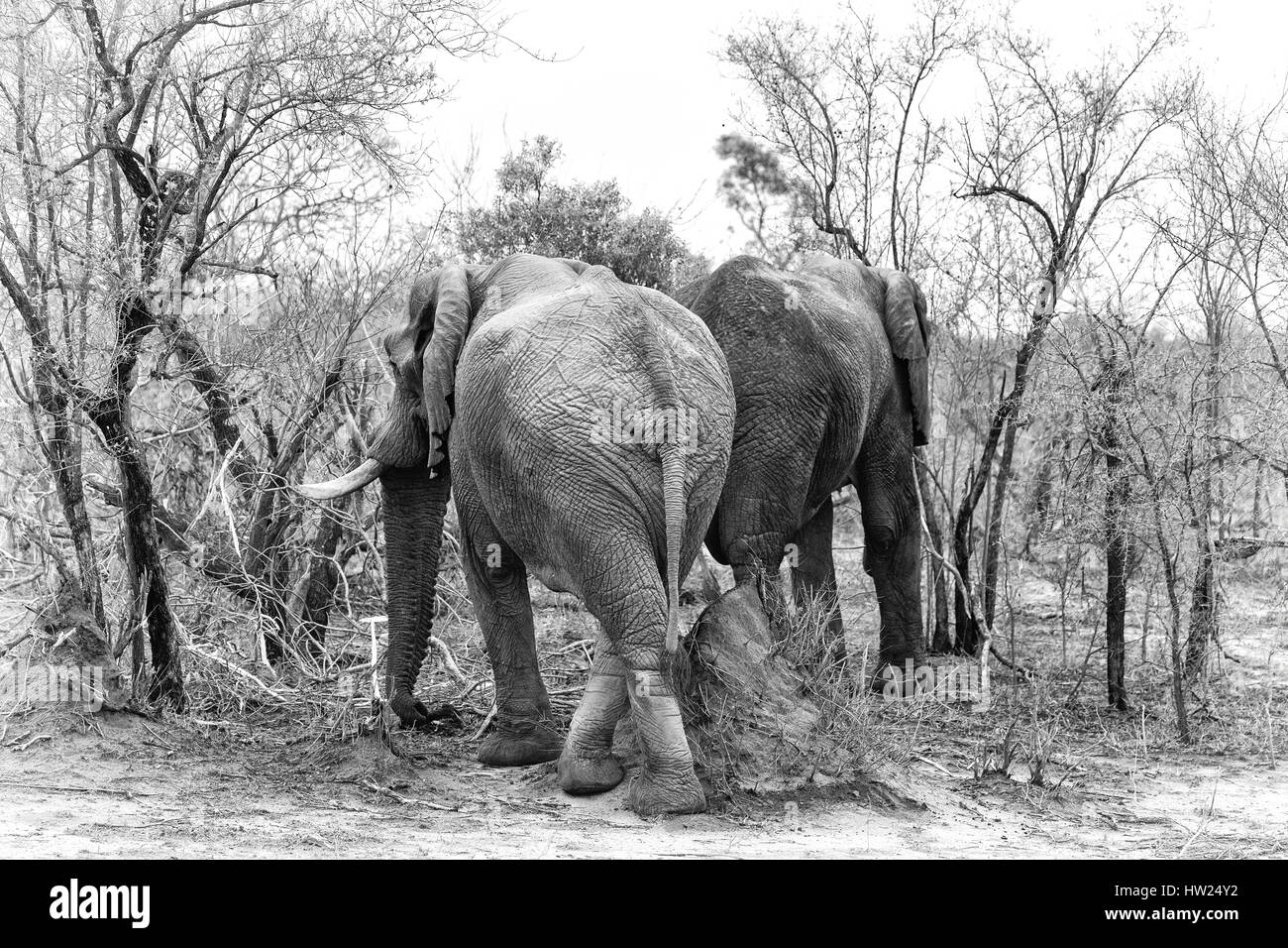 Two elephants in the bush. High contrast black and white image of a pair of African elephants in Kruger National park, South Africa. Stock Photo