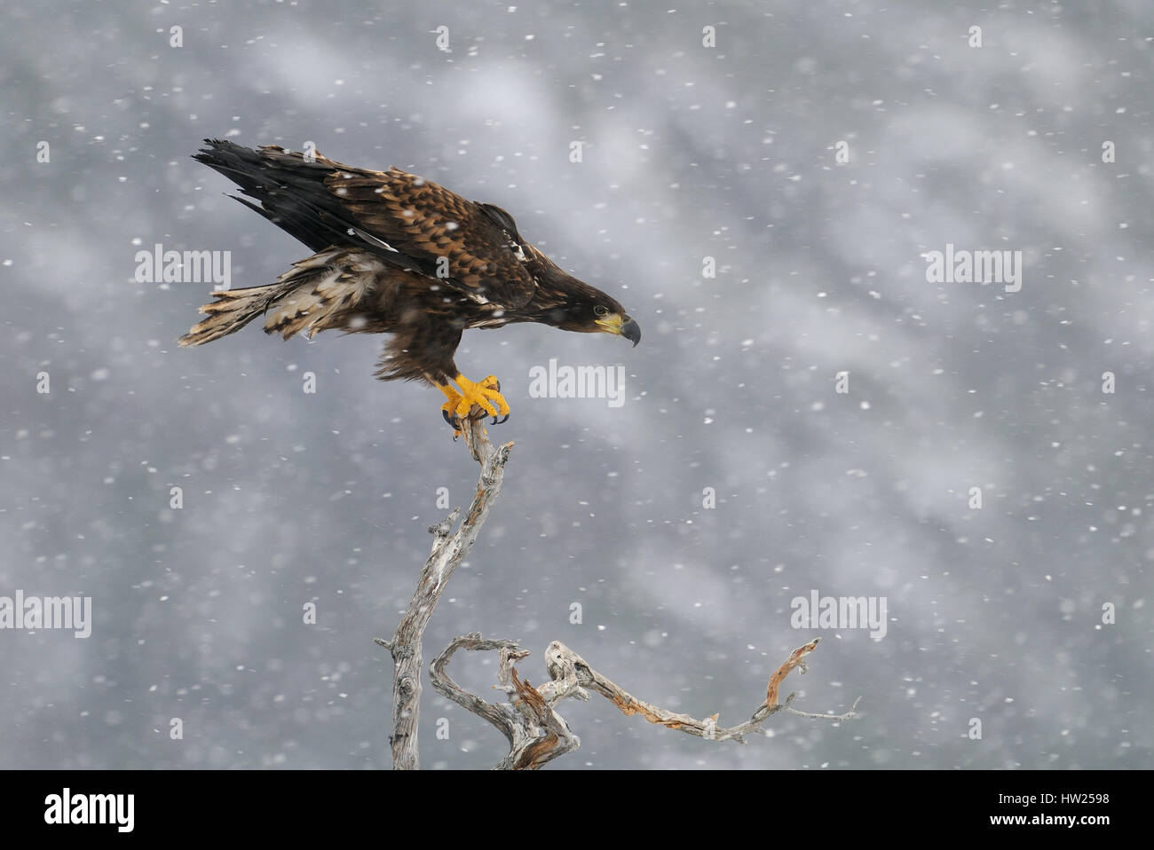 Dead white tailed eagle hi-res stock photography and images - Alamy