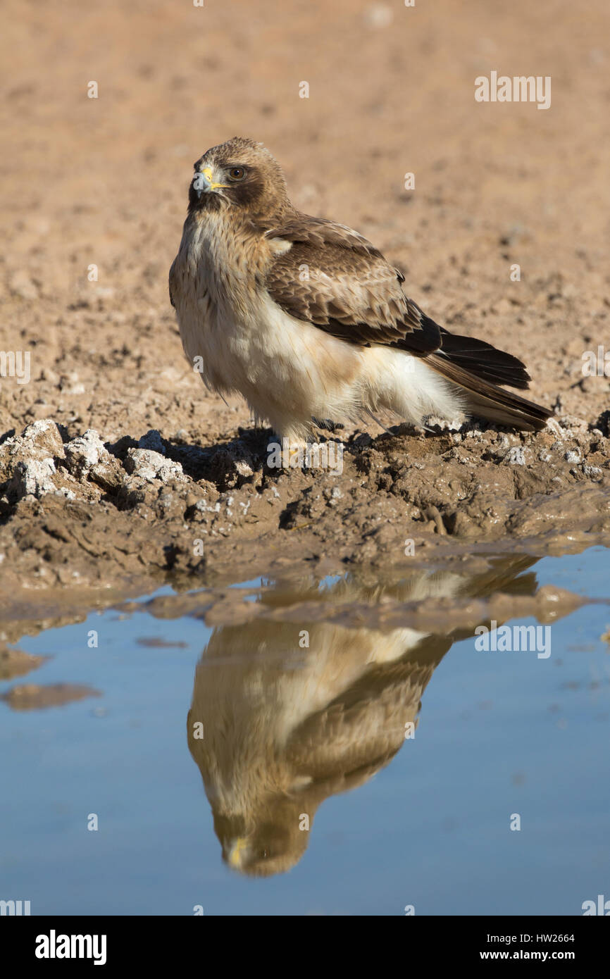 Booted eagle (Hieraaetus pennatus), Kgalagadi Transfrontier Park ...