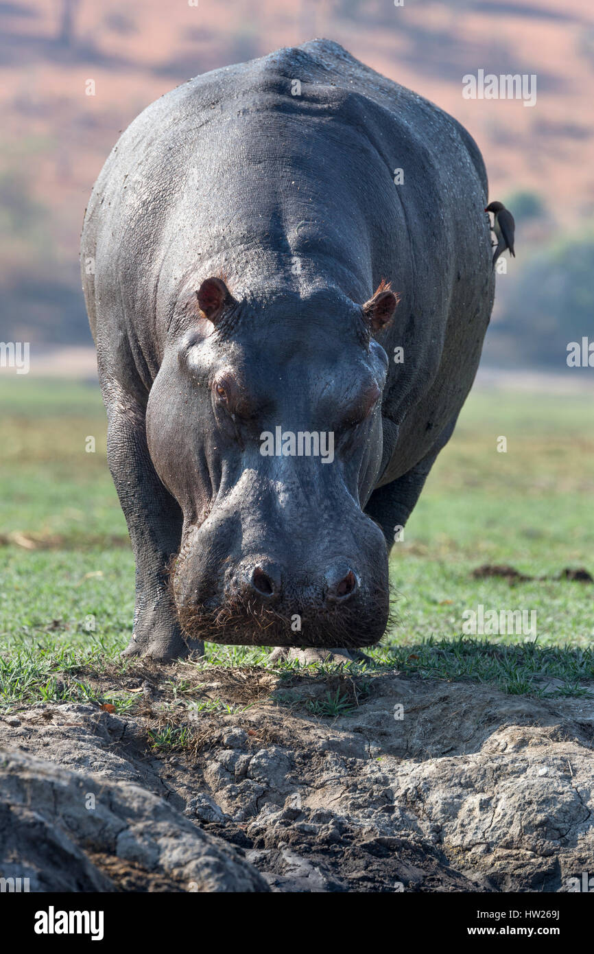 Hippopotamus (Hippopotamus amphibius), Chobe river, Botswana, September 2016 Stock Photo