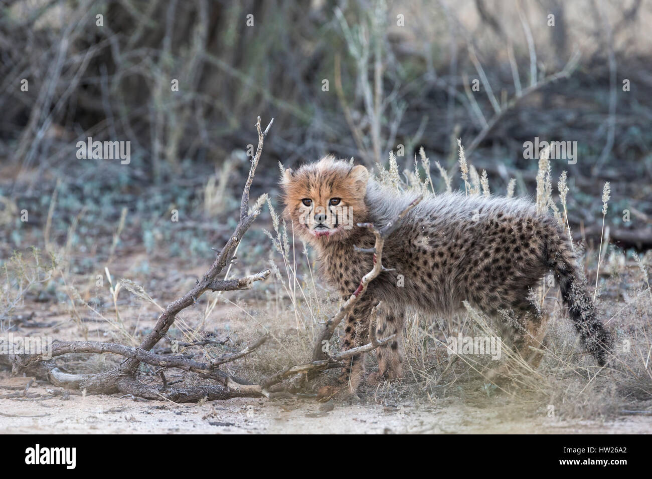 Cheetah (Acinonyx jubatus) cub, Kgalagadi Transfronter Park, Northern Cape, South Africa, June 2016 Stock Photo