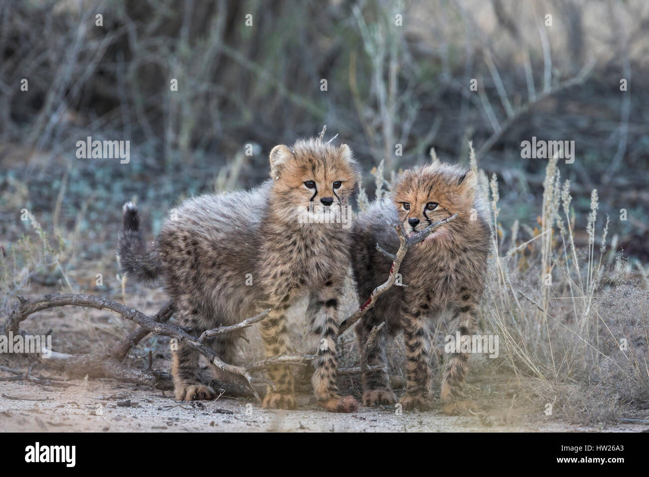 Cheetah (Acinonyx jubatus) cubs, Kgalagadi Transfronter Park, Northern Cape, South Africa, June 2016 Stock Photo