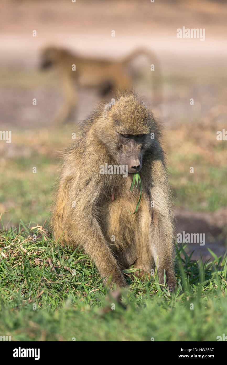 Baboon feed hi-res stock photography and images - Alamy