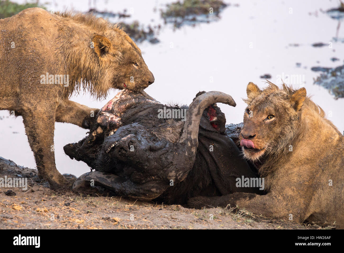 Young male lions (Panthera leo) on buffalo kill, Chobe national park Stock  Photo - Alamy