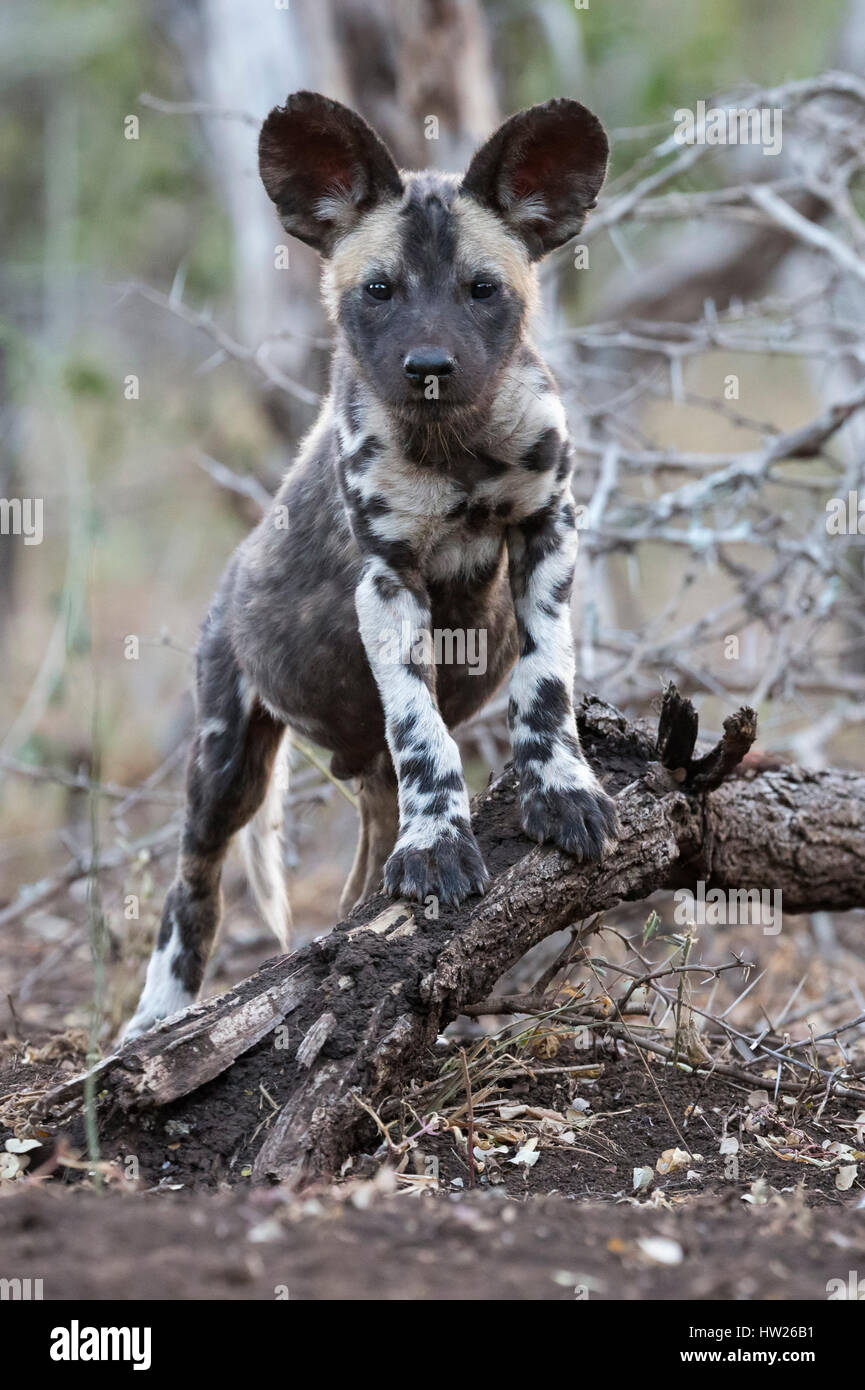 African wild dog pup (Lycaon pictus), Zimanga private game reserve, KwaZulu-Natal, South Africa, 28 June 2016 Stock Photo
