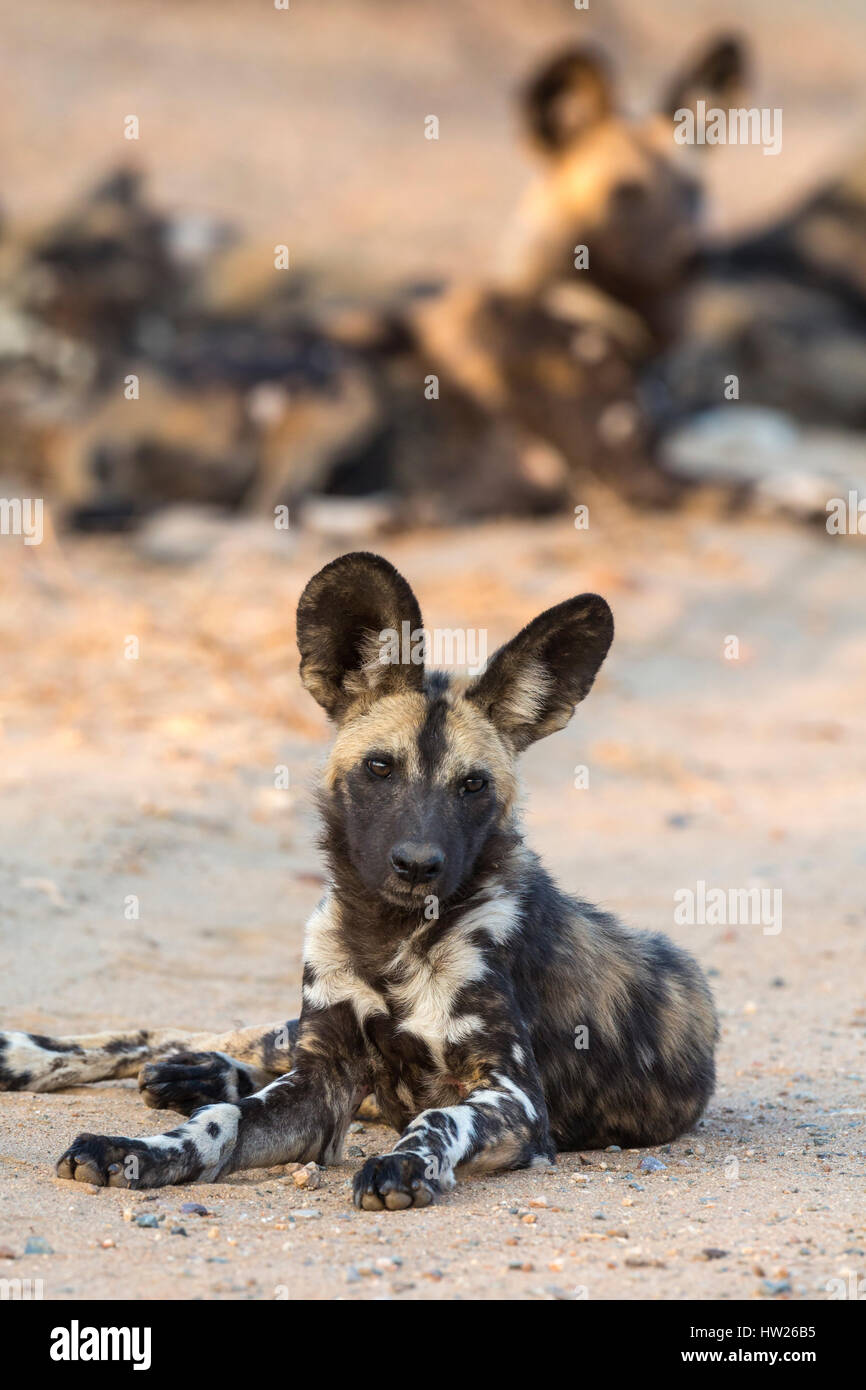 African wild dog (Lycaon pictus) at rest, Kruger national park, South Africa, September 2016 Stock Photo