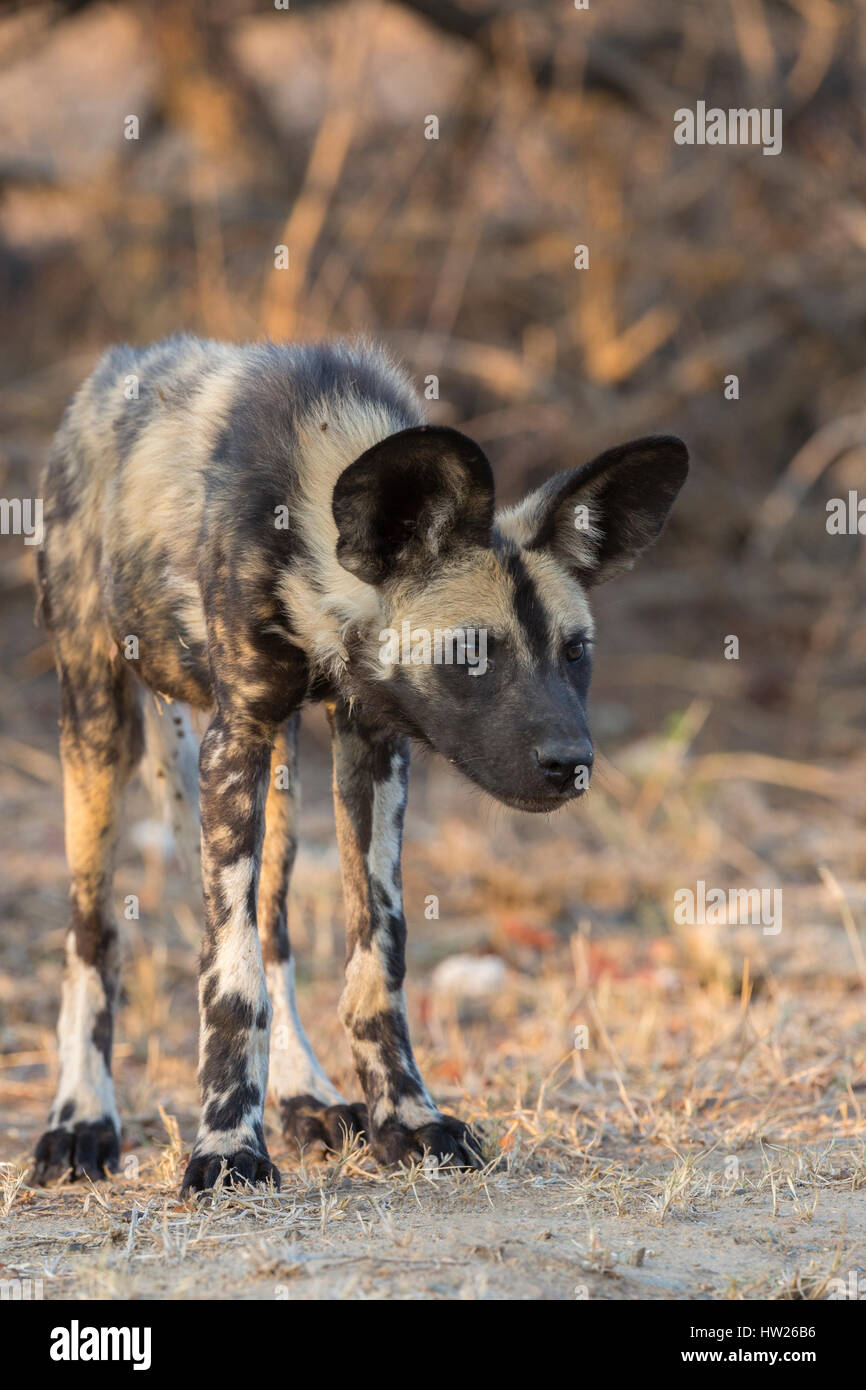 African wild dog (Lycaon pictus), Kruger national park, South Africa, September 2016 Stock Photo