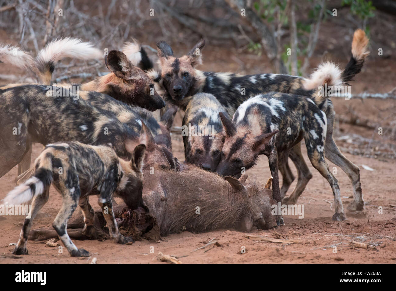 African wild dog (Lycaon pictus) feeding on warthog (Phacochoerus africanus), Zimanga private game reserve, KwaZulu-Natal, South Africa, September 201 Stock Photo