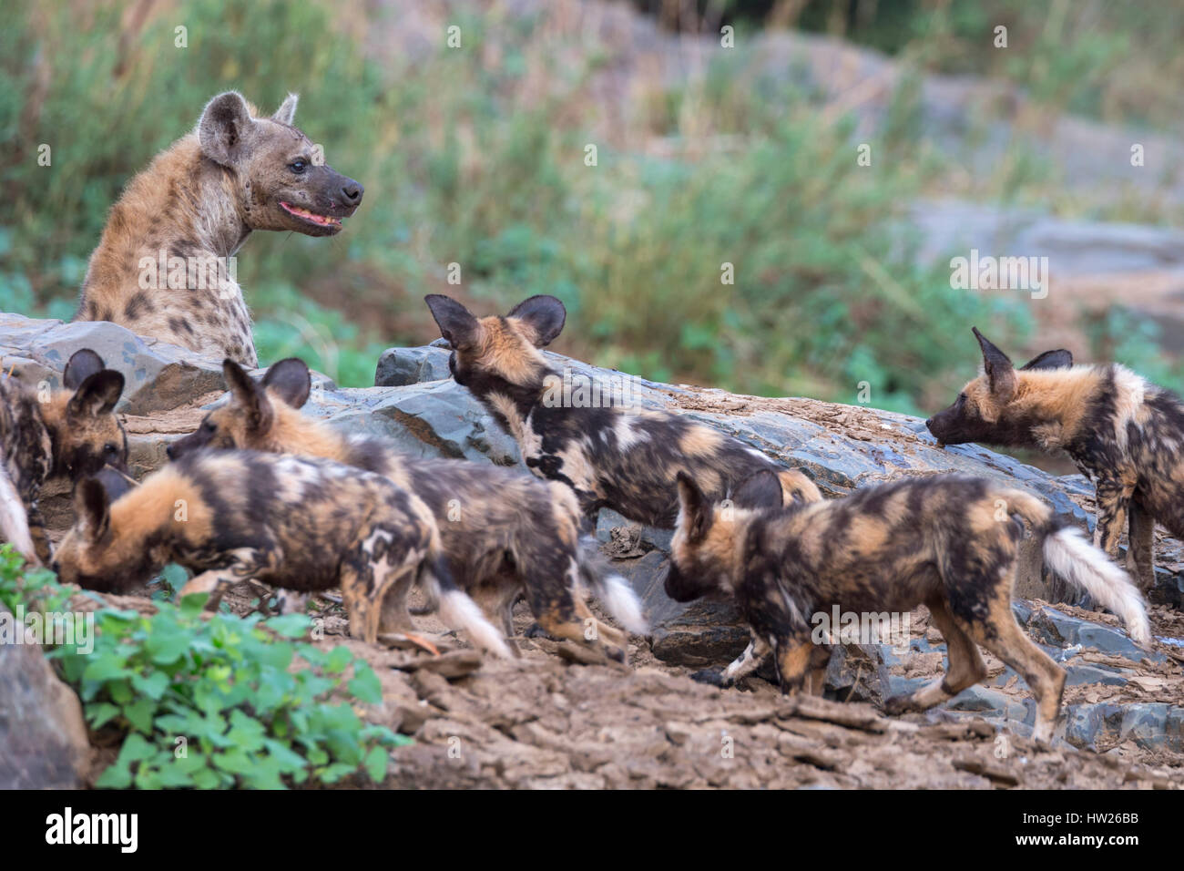 African wild dogs (Lycaon pictus) confronting spotted hyena (Crocuta crocuta), Zimanga private game reserve, KwaZulu-Natal, South Africa, September 20 Stock Photo