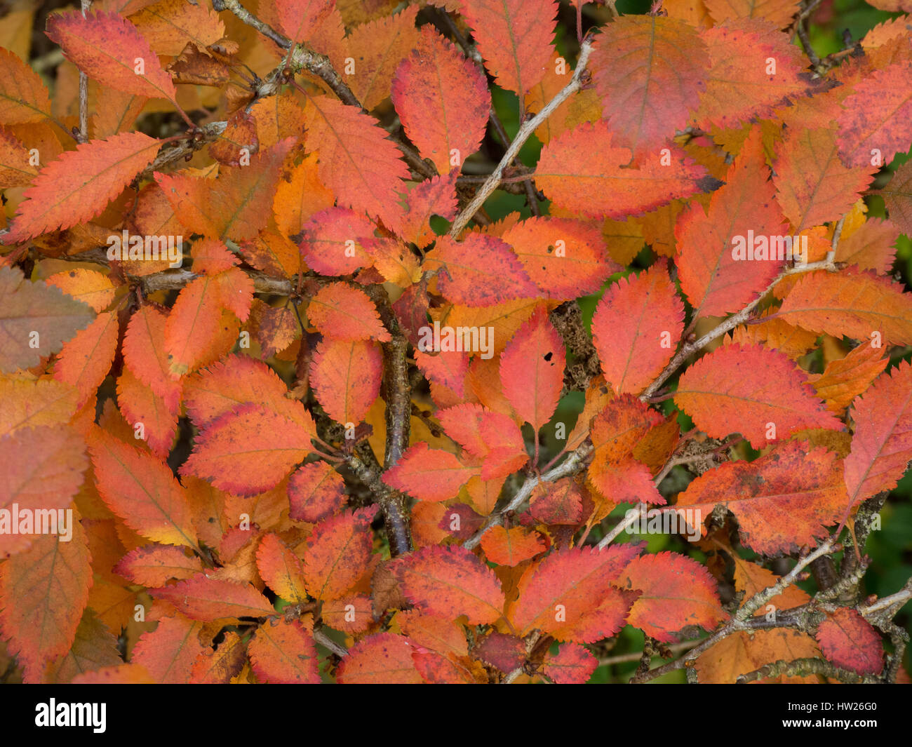 Close up of autumn foliage colour on Prunus 'Kojo No Mai Stock Photo