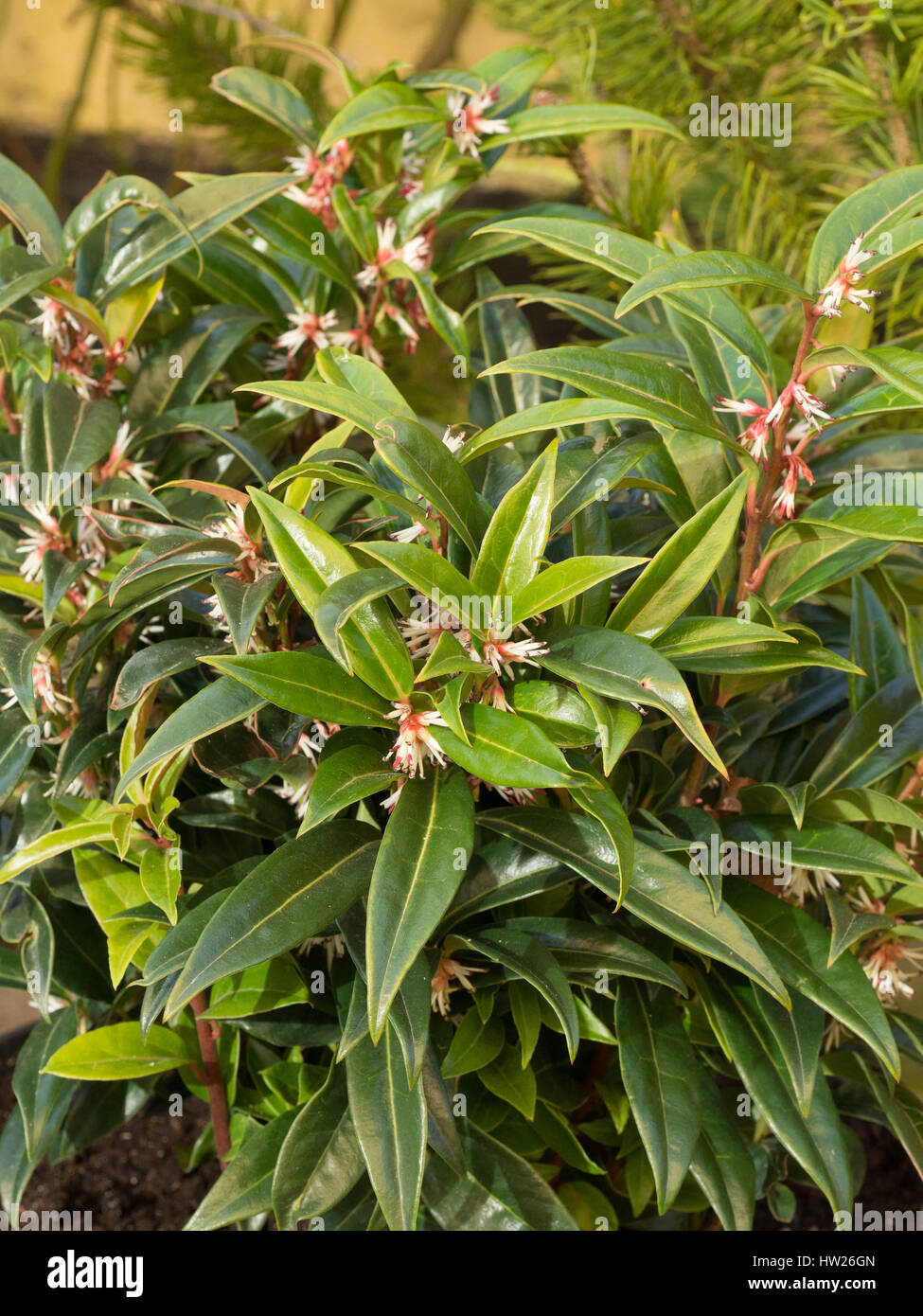 Sarcococca 'Winter Gem' flowers and foliage Stock Photo