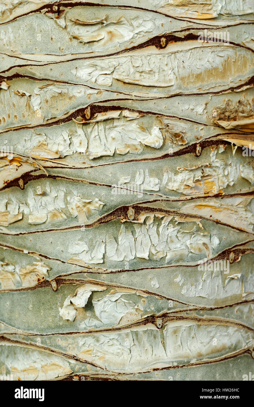 Backgrounds and textures: Dragon tree bark, close-up shot, natural abstract Stock Photo
