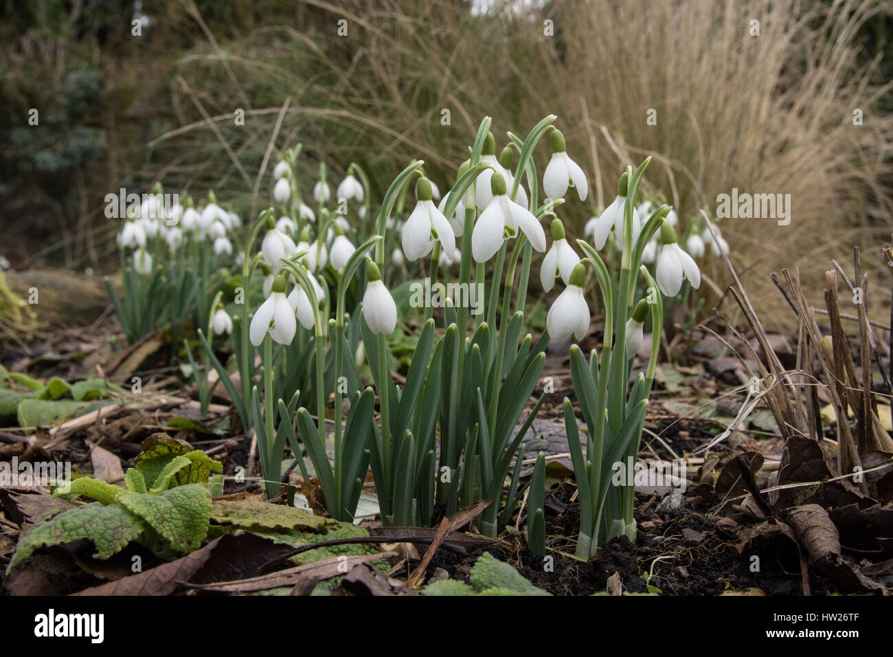 Clumps of snowdrops growing in a woodland border Stock Photo