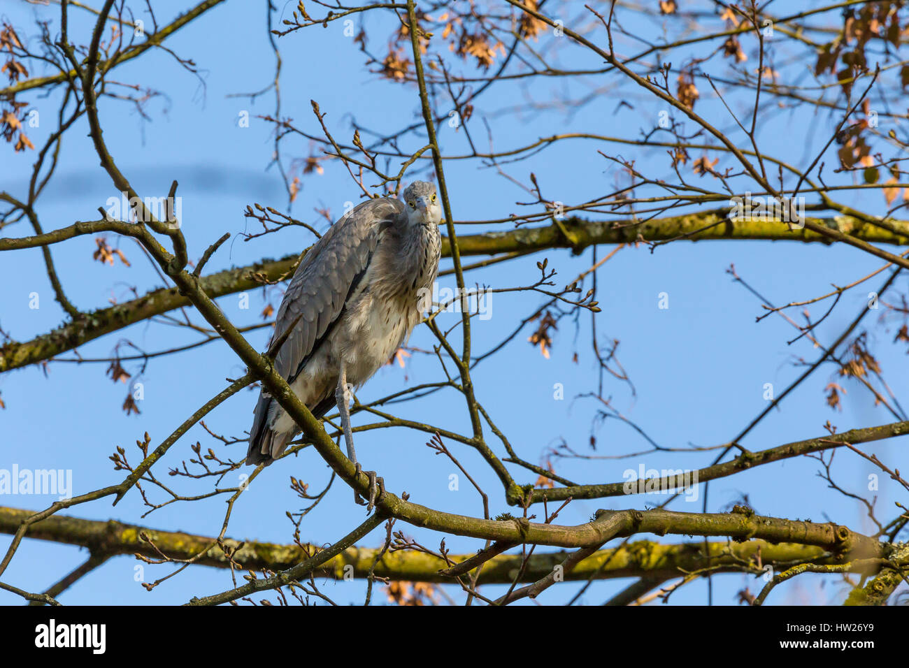 Juvenile Grey Heron, (Ardea cinerea), perched on a tree branch, in the early morning. Stock Photo