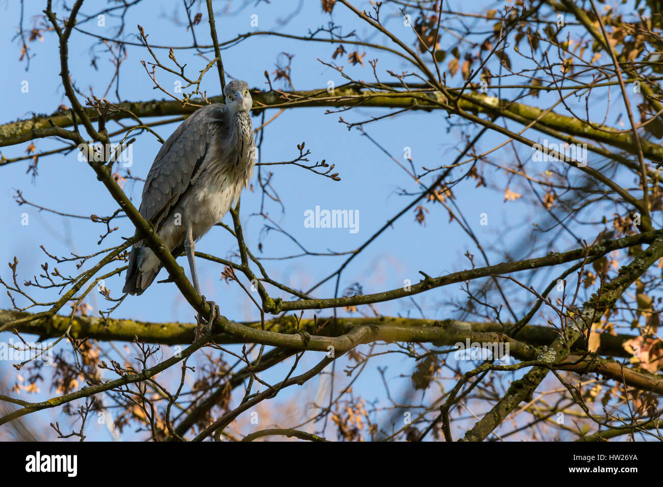 Juvenile Grey Heron, (Ardea cinerea), perched on a tree branch, in the early morning. Stock Photo