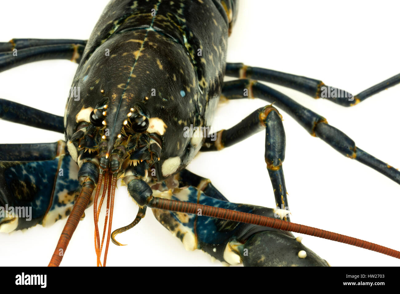 Blue lobster portrait taken in the studio Stock Photo