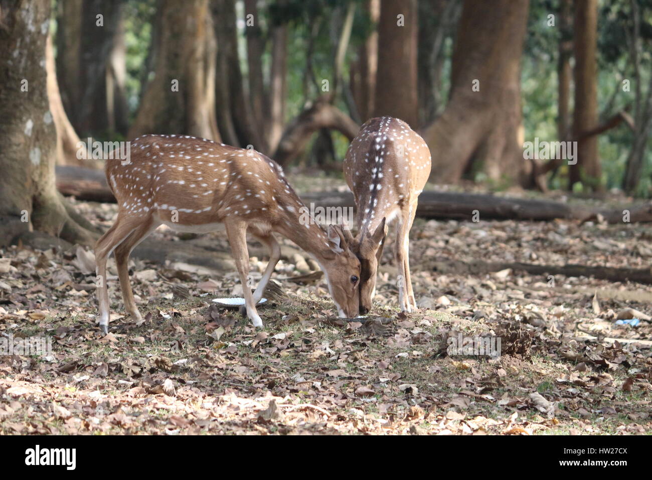 deer locking horns in woods for food Stock Photo Alamy