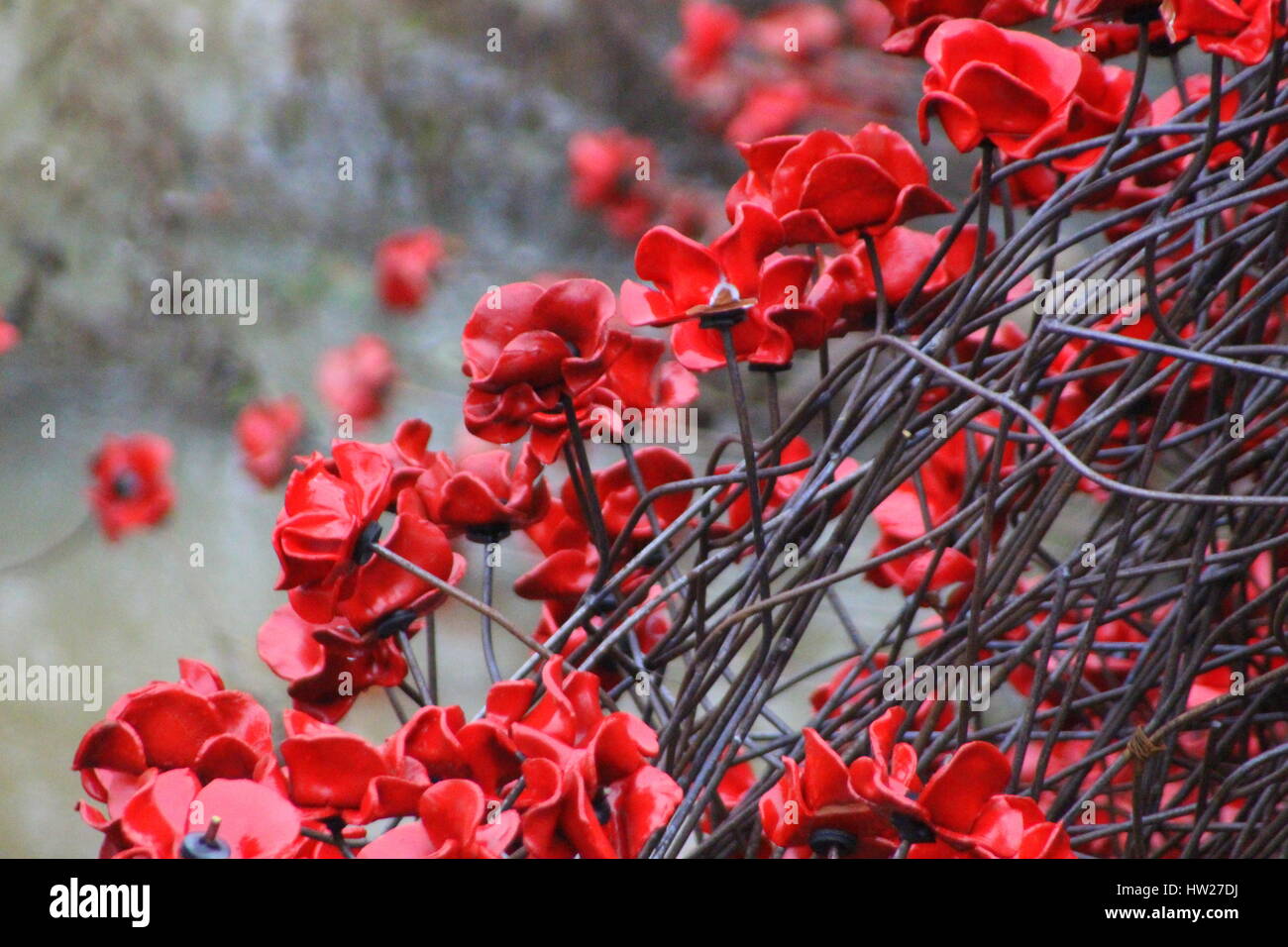 The Tower of London Poppies on display at Yorkshire Sculpture Park, Wakefield 2015. The 1914-1918 project WAVE Stock Photo
