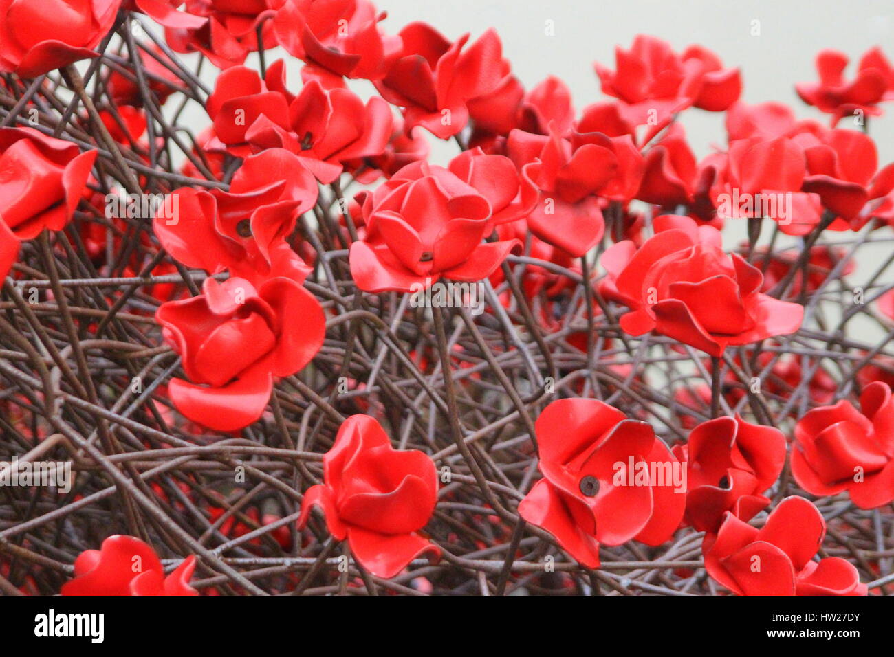 The Tower of London Poppies on display at Yorkshire Sculpture Park, Wakefield 2015. The 1914-1918 project WAVE Stock Photo