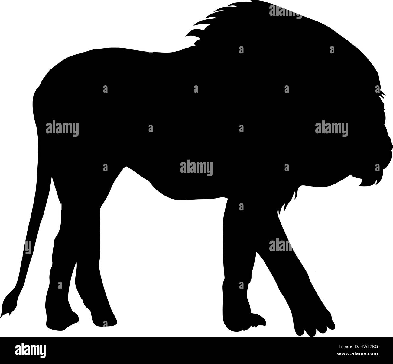 Silhouette of a big male lion walking Stock Vector