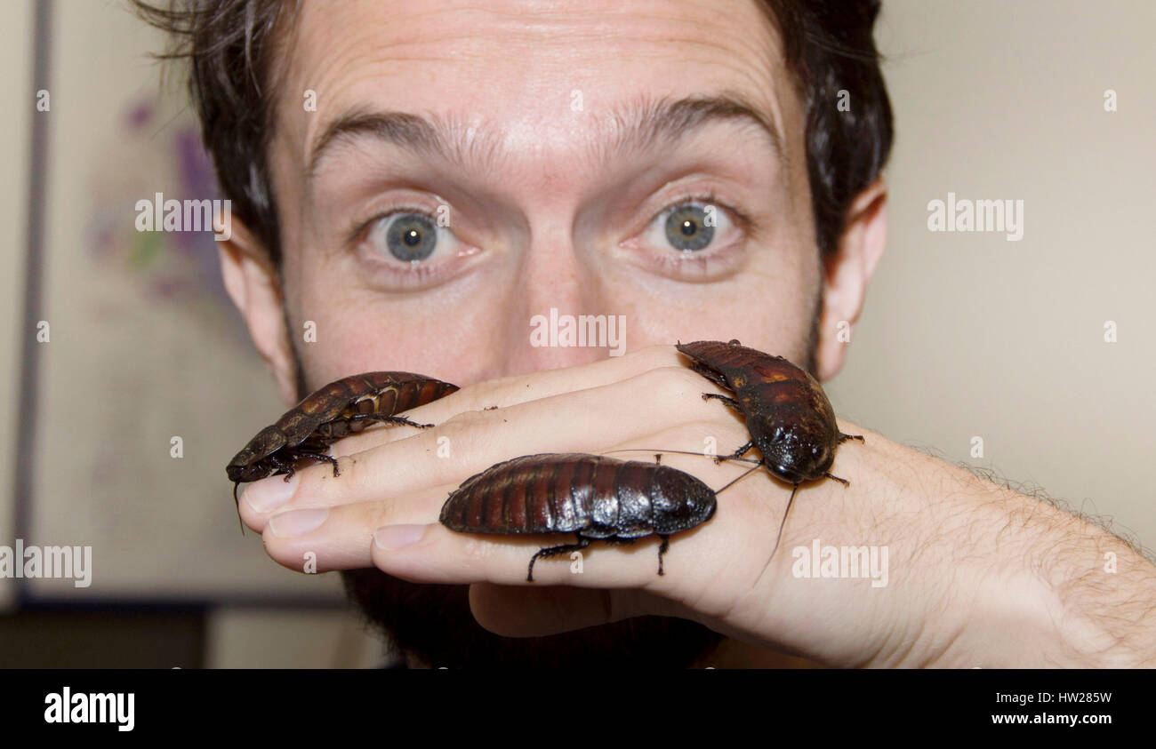 Wales, United Kingdom. January 26 2017.   Dr Tim Cockerill is pictured holding three Madagasgan Hissing Cockroaches to advertise his talk 'If Bugs got Stock Photo