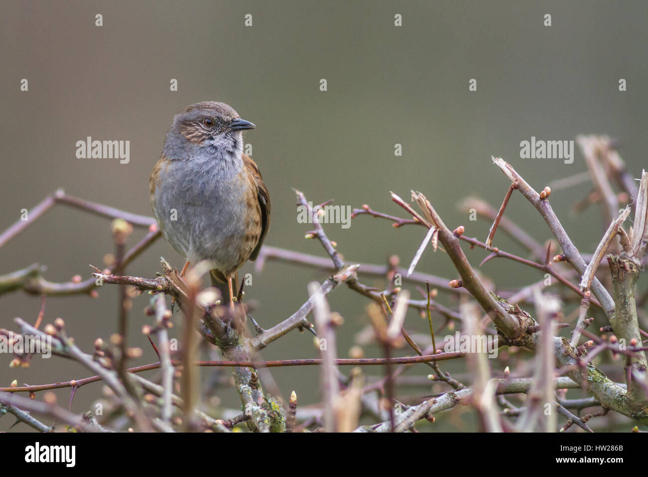 Dunnock bird (Prunella modularis) in the hedgerow, England, UK Stock Photo